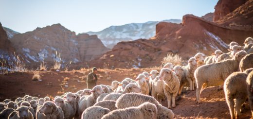 Shepherds mountain food